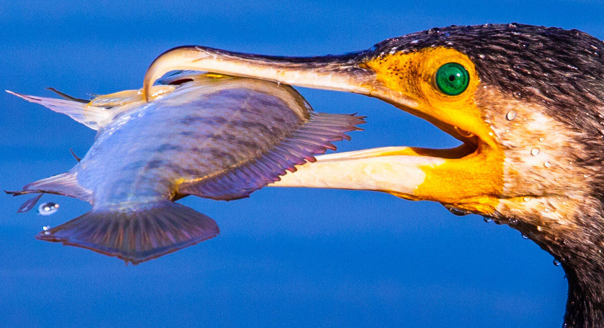 Поймал - Адик Гольдфарб
