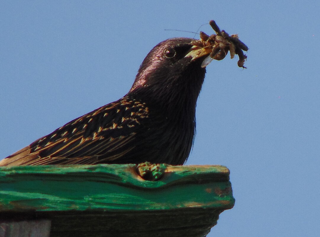 Удача ! - nadyasilyuk Вознюк Удача ! - nadyasilyuk Вознюк