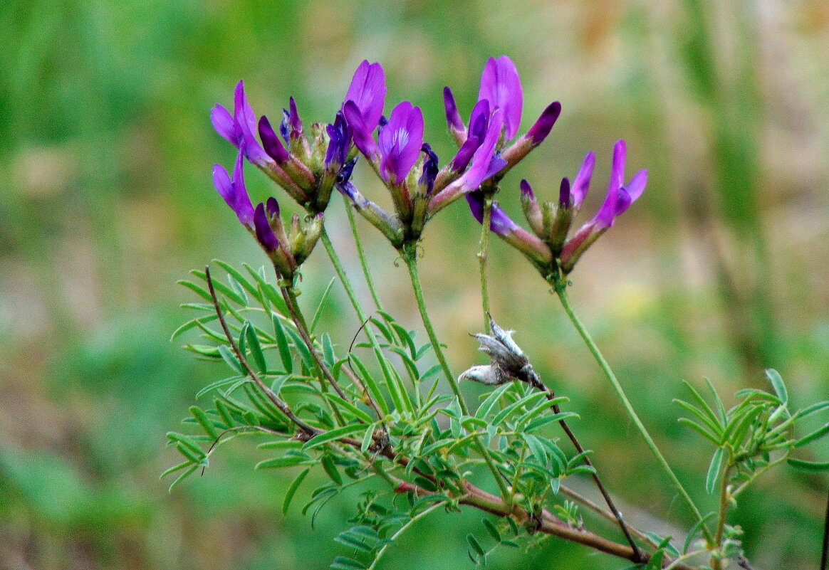 Полевые цветы. - nadyasilyuk Вознюк