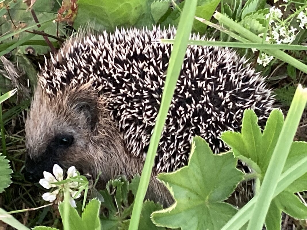 Ежик - Ольга Савельева 
