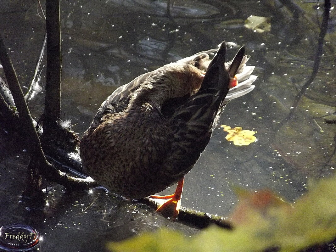 Утренние процедуры - Freddy 97