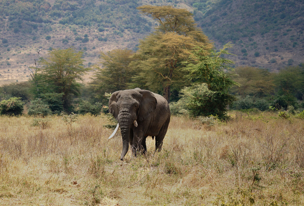 Большой африканский слон. - Liliya Большой африканский слон. - Liliya