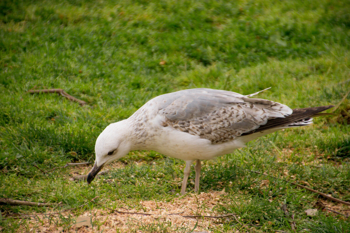 Чайка - Максим 