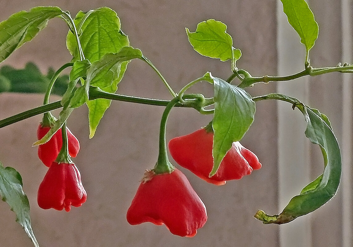 Спеет перец в зале у меня! - Валентина  Нефёдова 