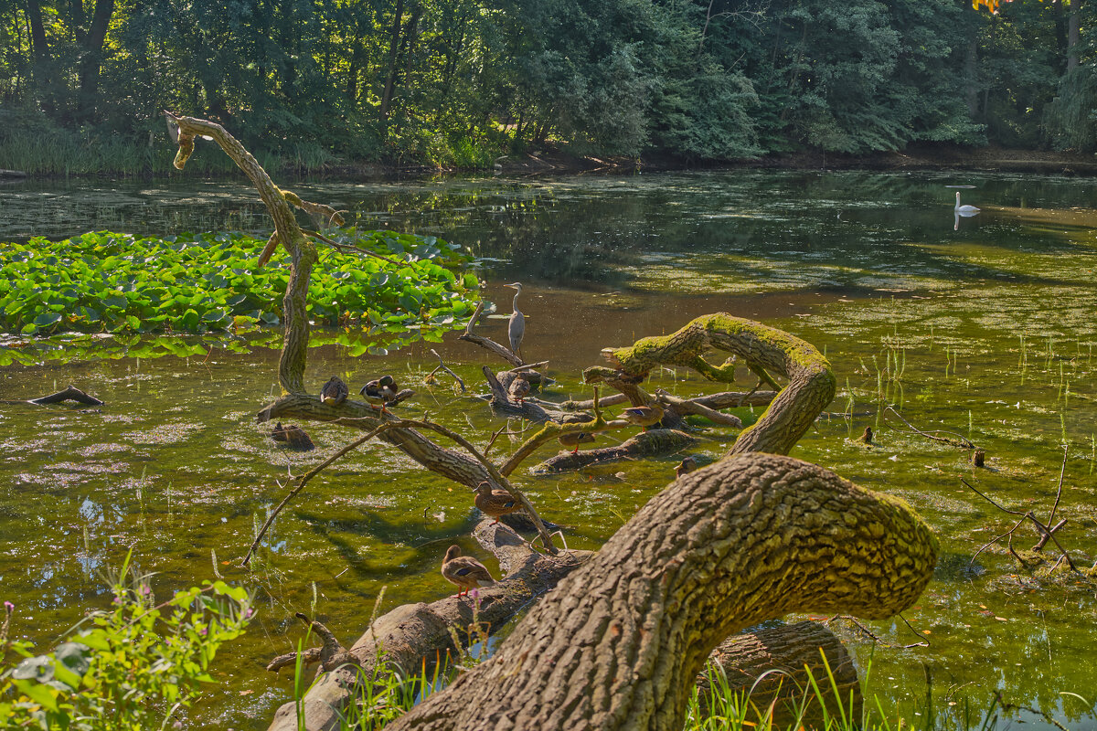 Пруд - Jakob Dick