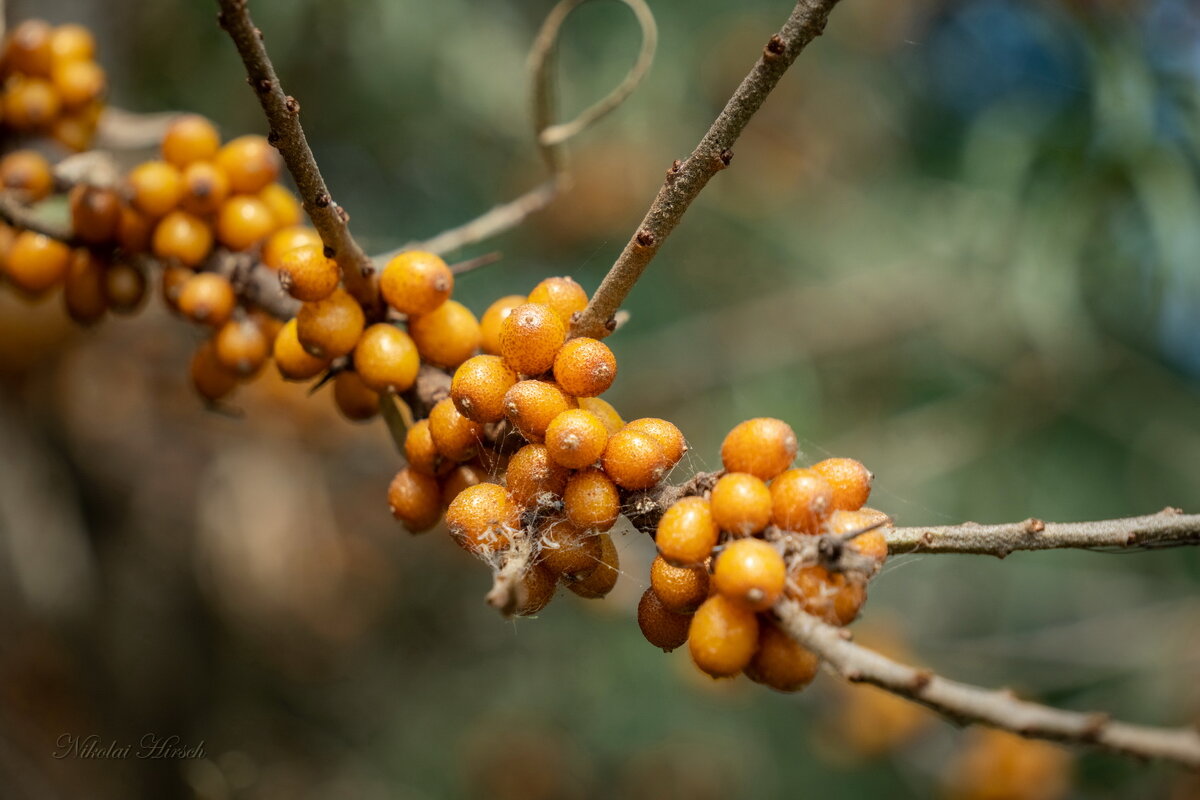 Про облепиху... - Николай Гирш