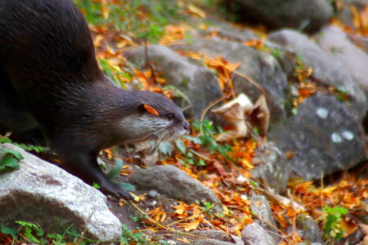 К прыжку готова - Юрий. Шмаков