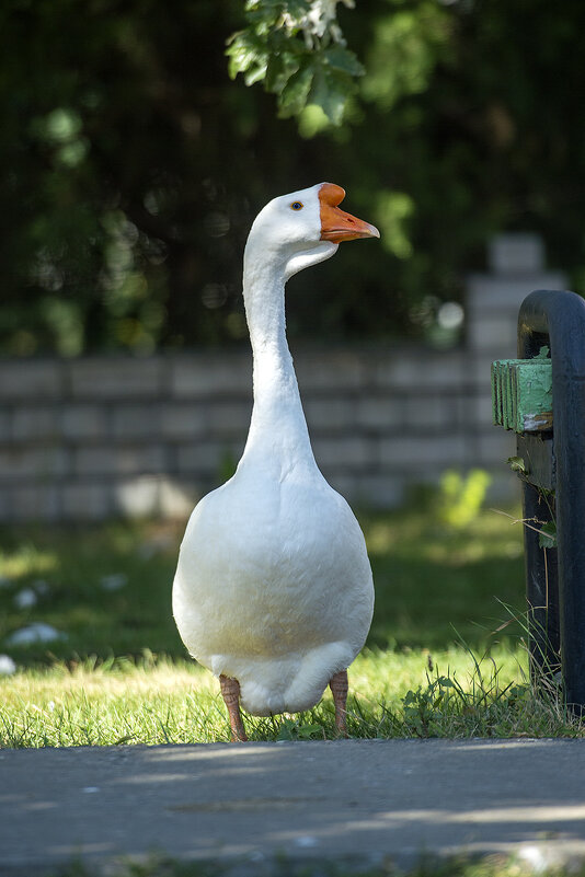 Царь-птица! - Александр Гриднев