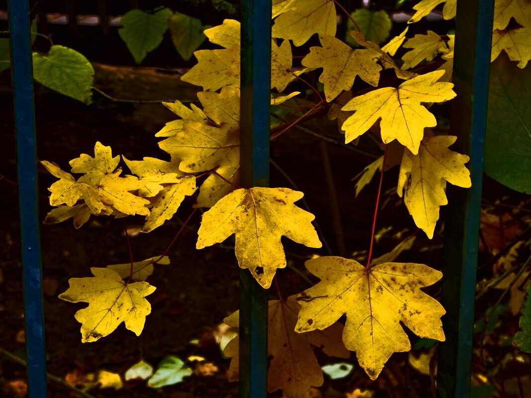 Осень 61 - Алексей Кузнецов