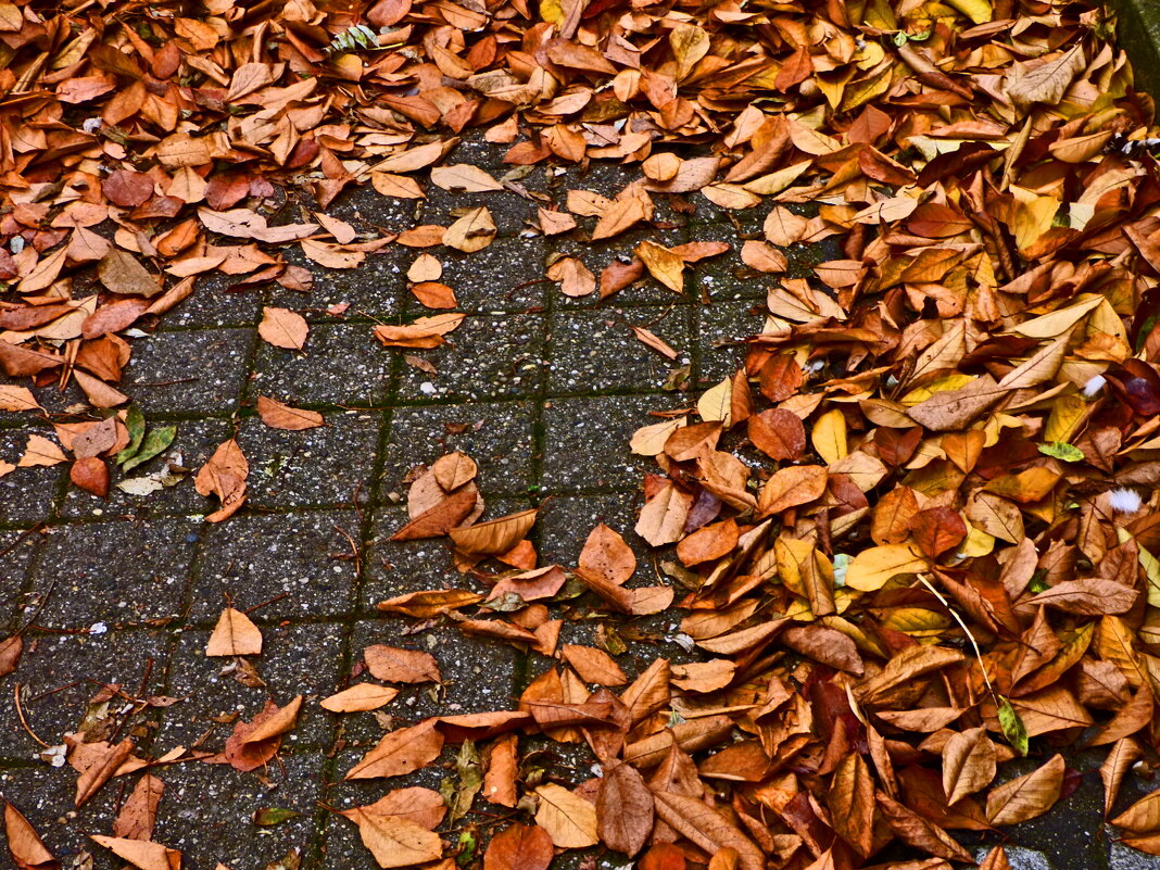 Осень 65 - Алексей Кузнецов