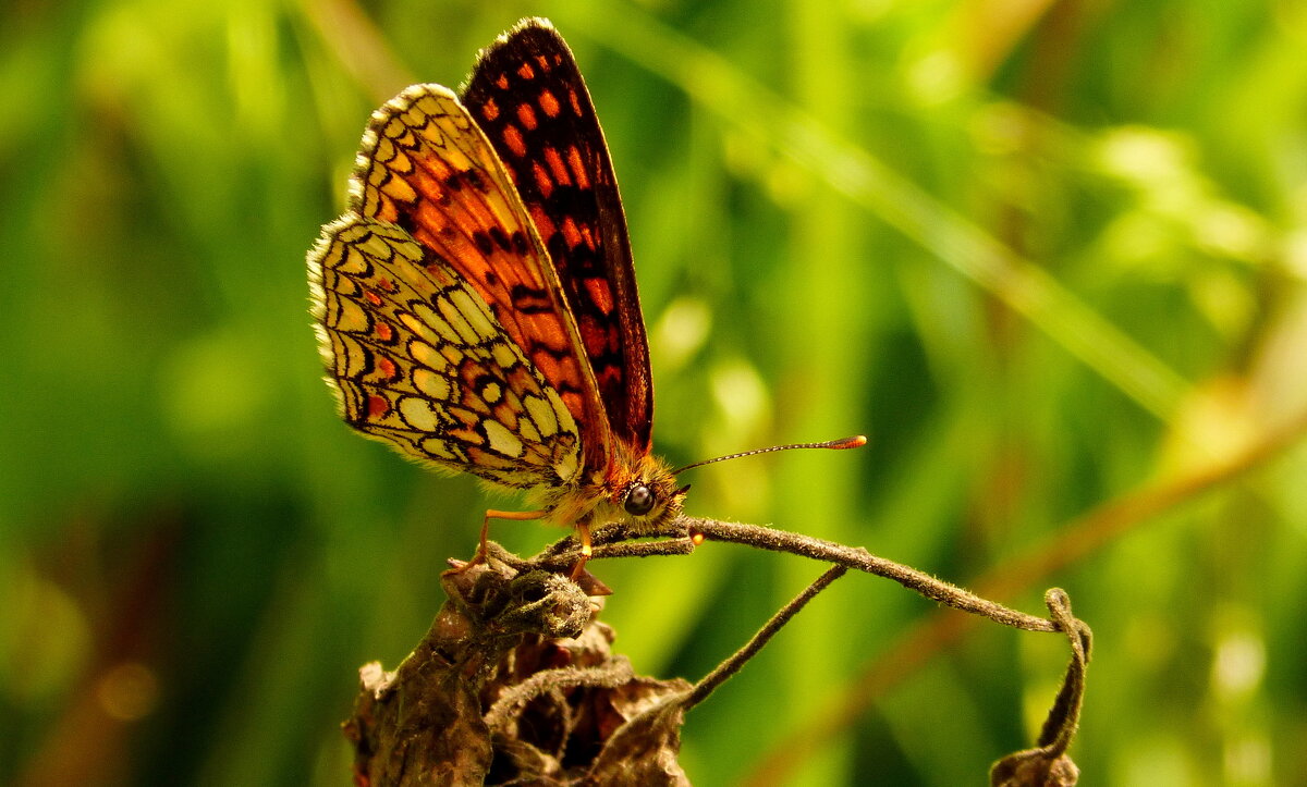 опять про бабочек...76 - Александр Прокудин опять про бабочек...76 - Александр Прокудин