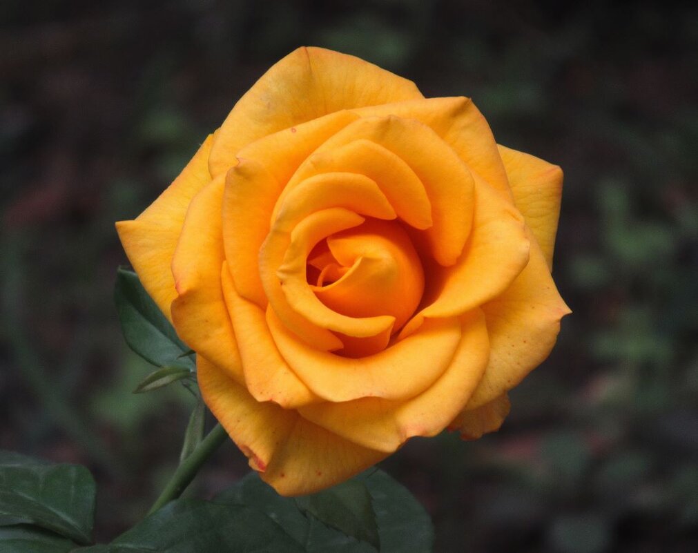 Розы... розы... - viach 