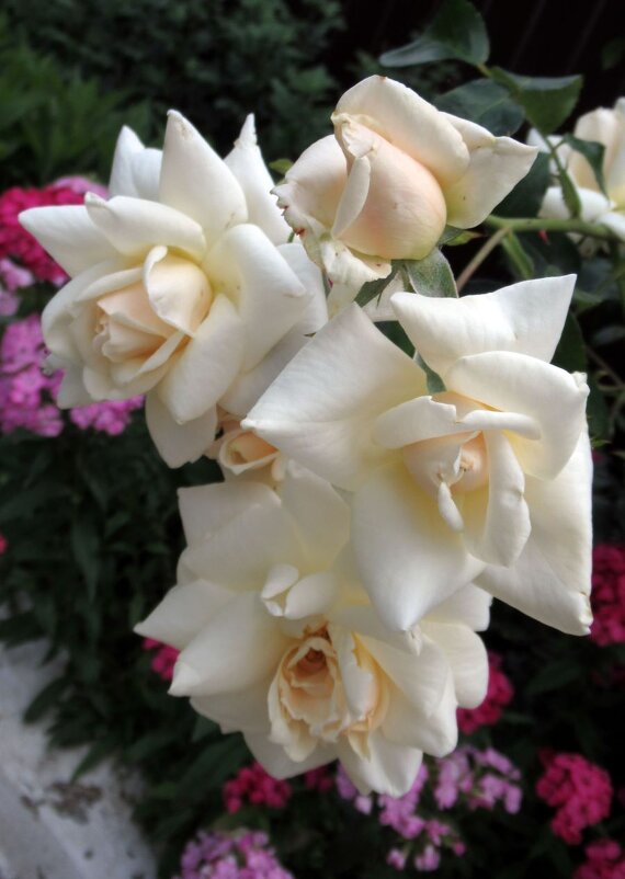 Розы... розы... - viach 