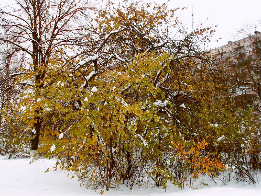 "Ноябрь зиму пригласил на танец..." - VasiLina *