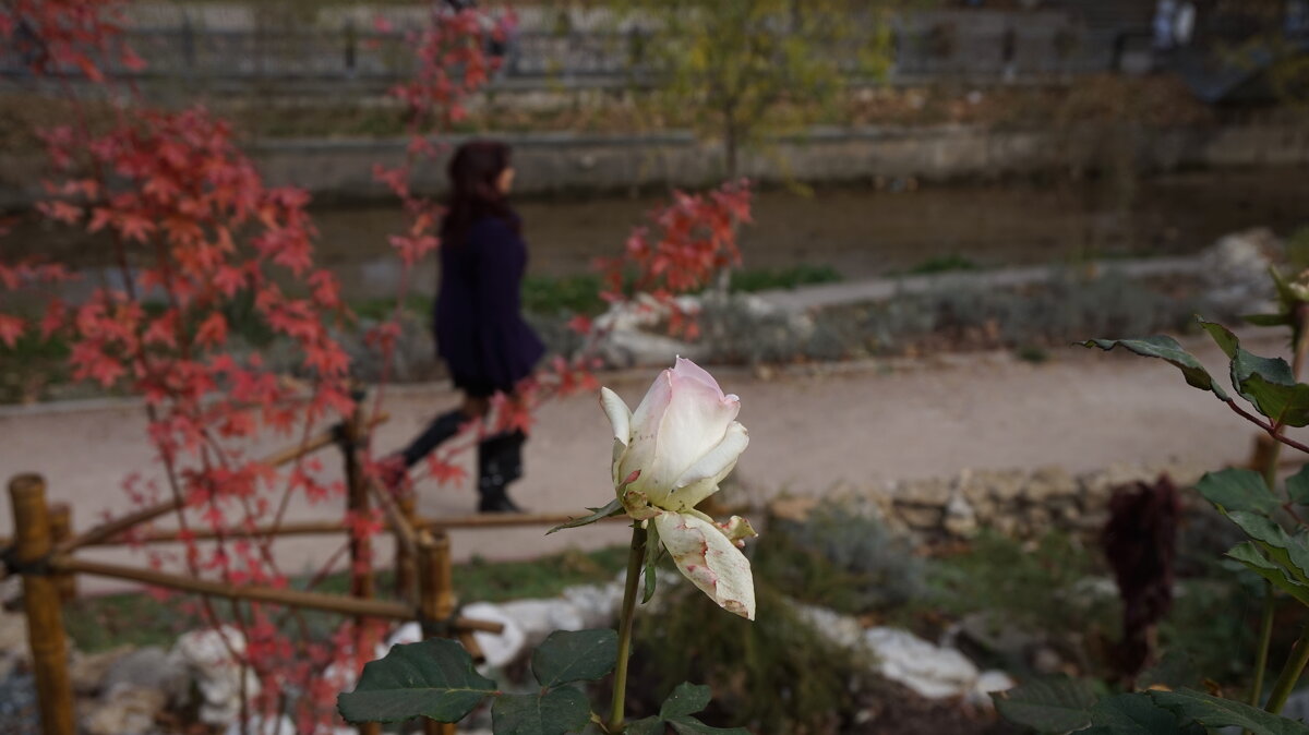 последняя роза - Всеволод 