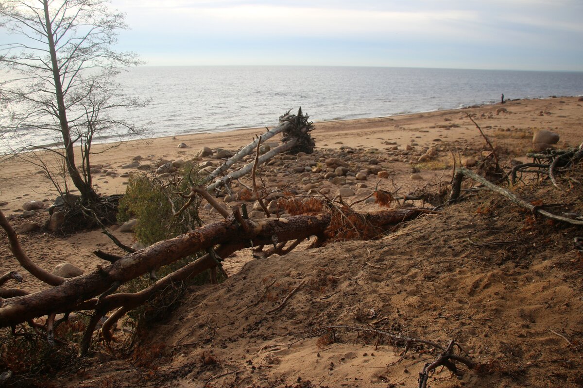 Репино - Наталья Герасимова
