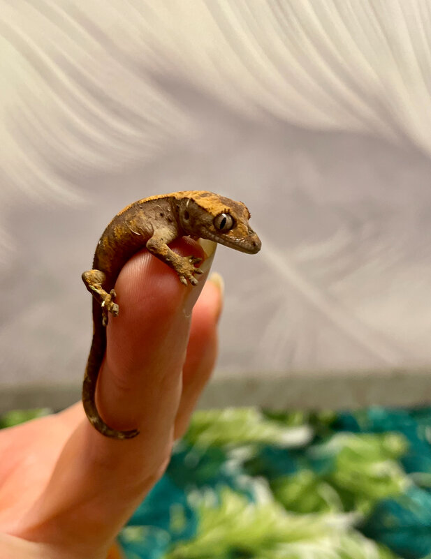 Обнимашки - Ален Янн 