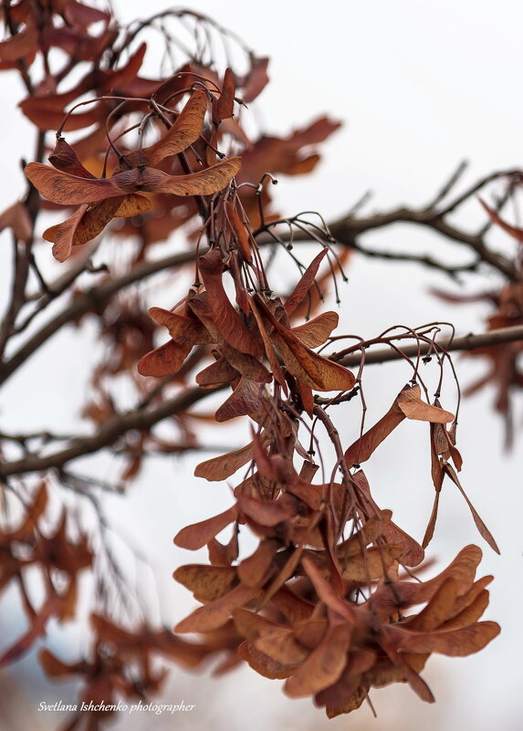 ,,, - Светлана Ищенко