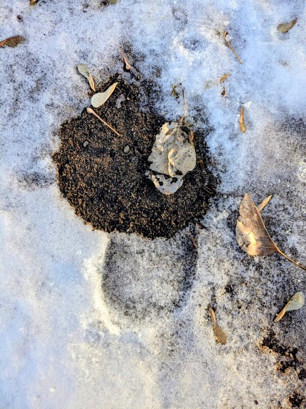 Грибок - Георгиевич 