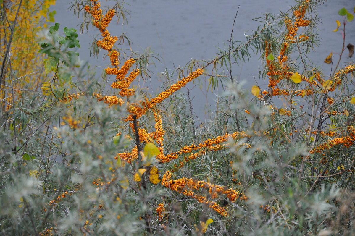 Осень, облепиха, дождик... - Татьяна Машошина