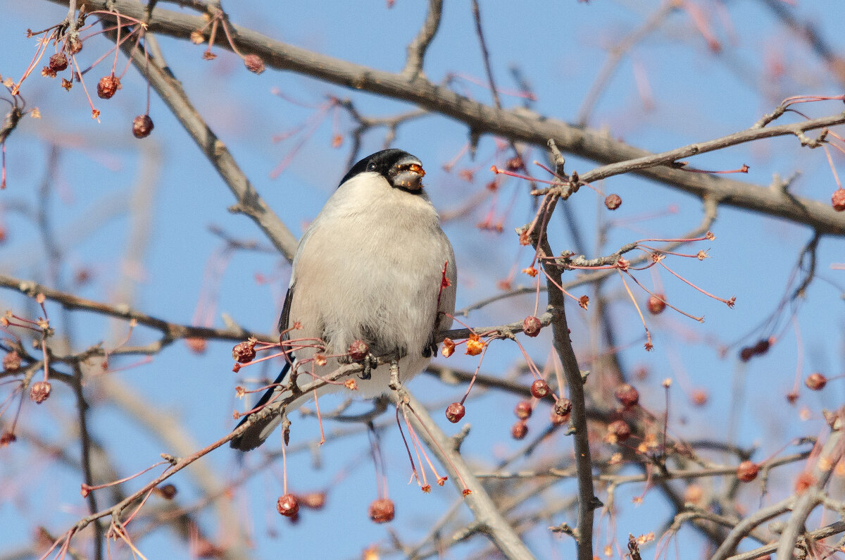 Вкусные яблочки - Виктор Иванович Чернюк