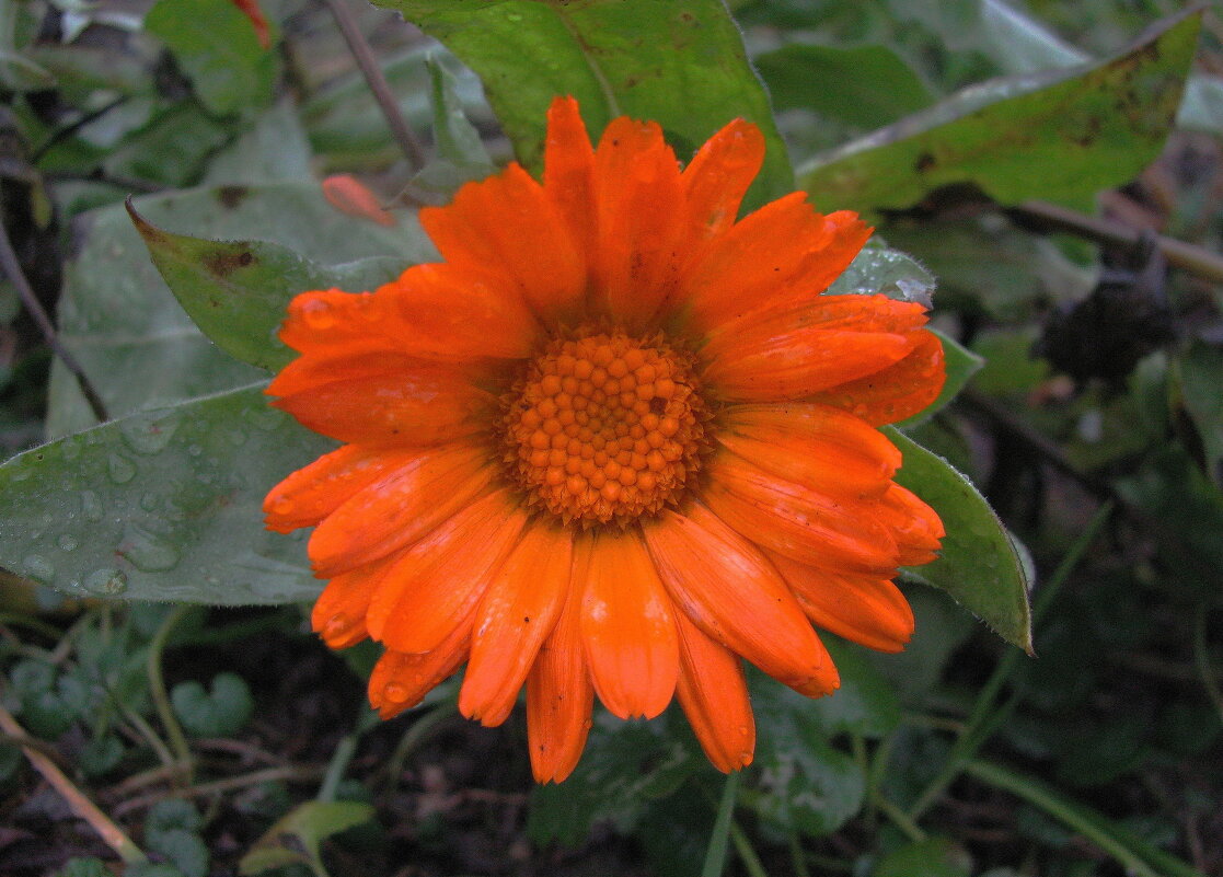 Ещё цветёт календула - Людмила Смородинская