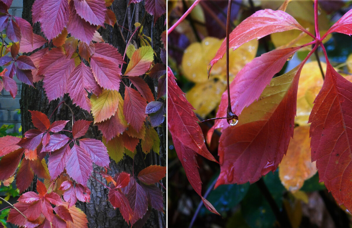 *** - Лера *** - Лера