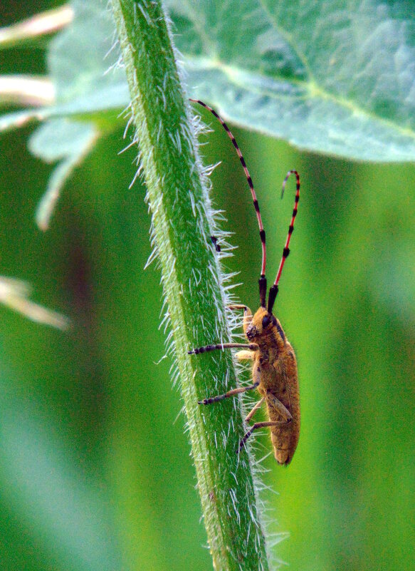 Жук усатый – важный жук, в жёлтых крапинках сюртук. - nadyasilyuk Вознюк Жук усатый – важный жук, в жёлтых крапинках сюртук. - nadyasilyuk Вознюк