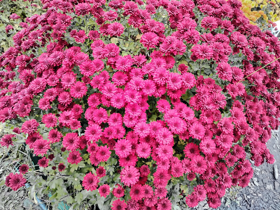 Цветы - Валерий Пославский