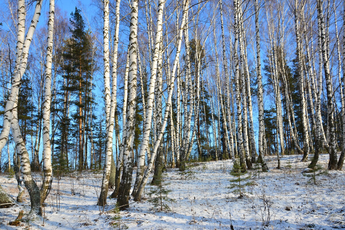 Солнечный день. - Михаил Колосов 