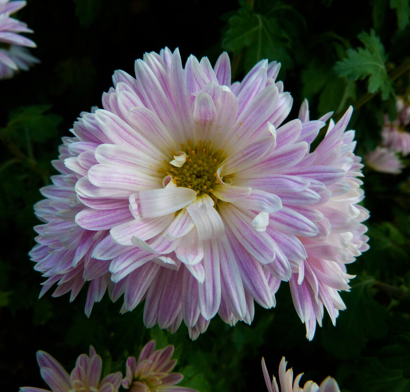 Хризантемы - Валентин Семчишин