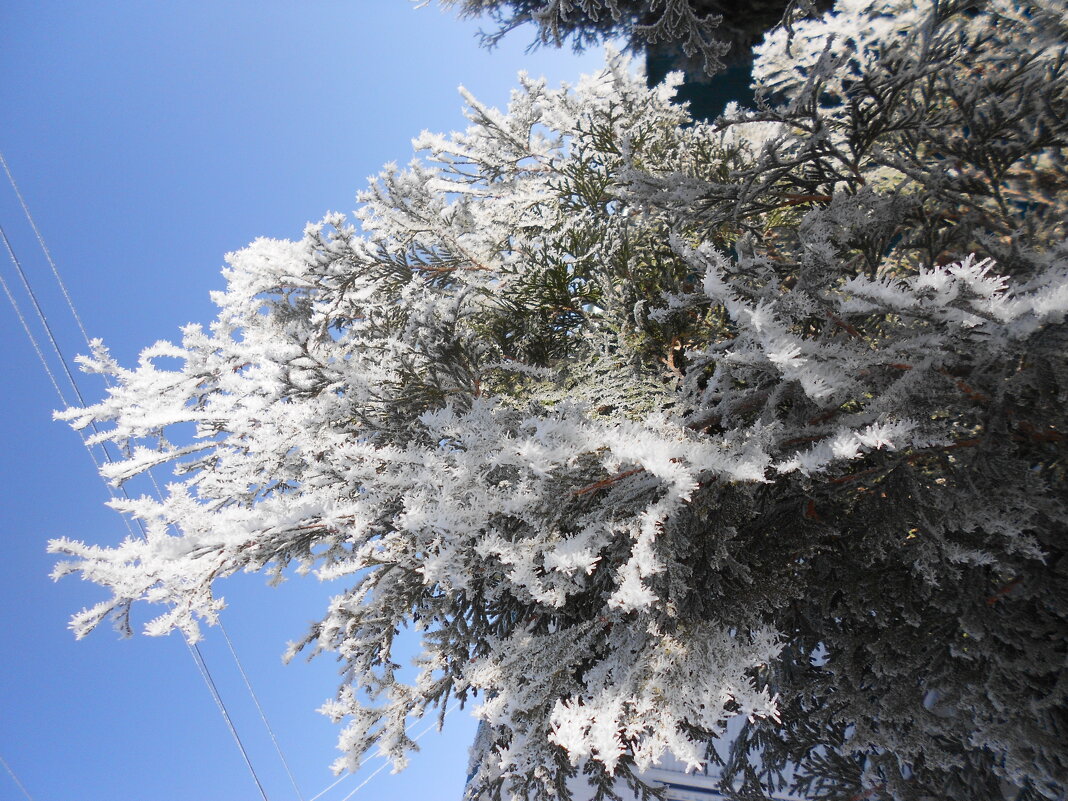 неожиданный март - Елена Шаламова неожиданный март - Елена Шаламова