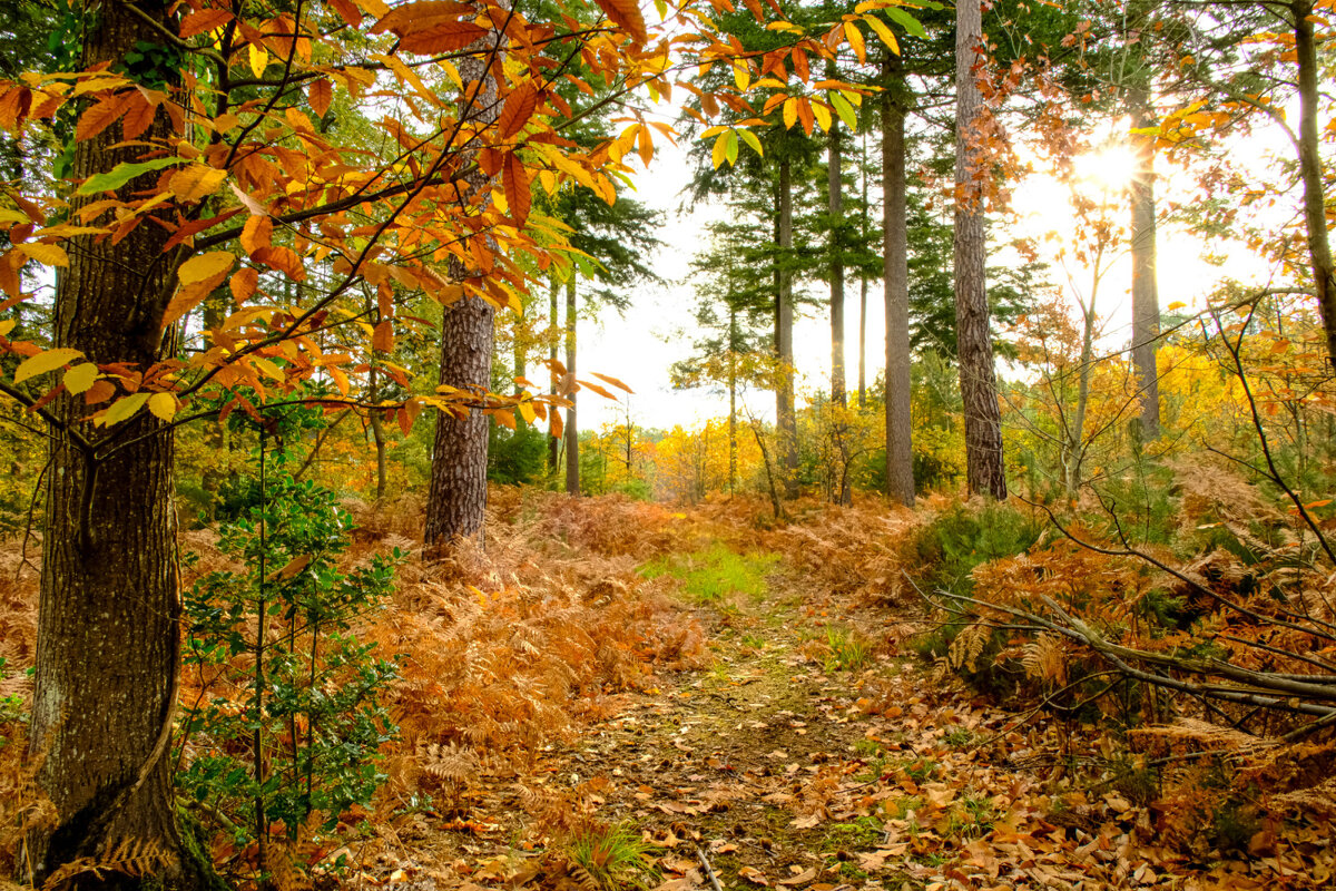 Осень в лесу (2) - Георгий А