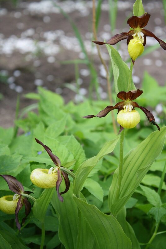 Венерин башмачок - Ольга Савельева 