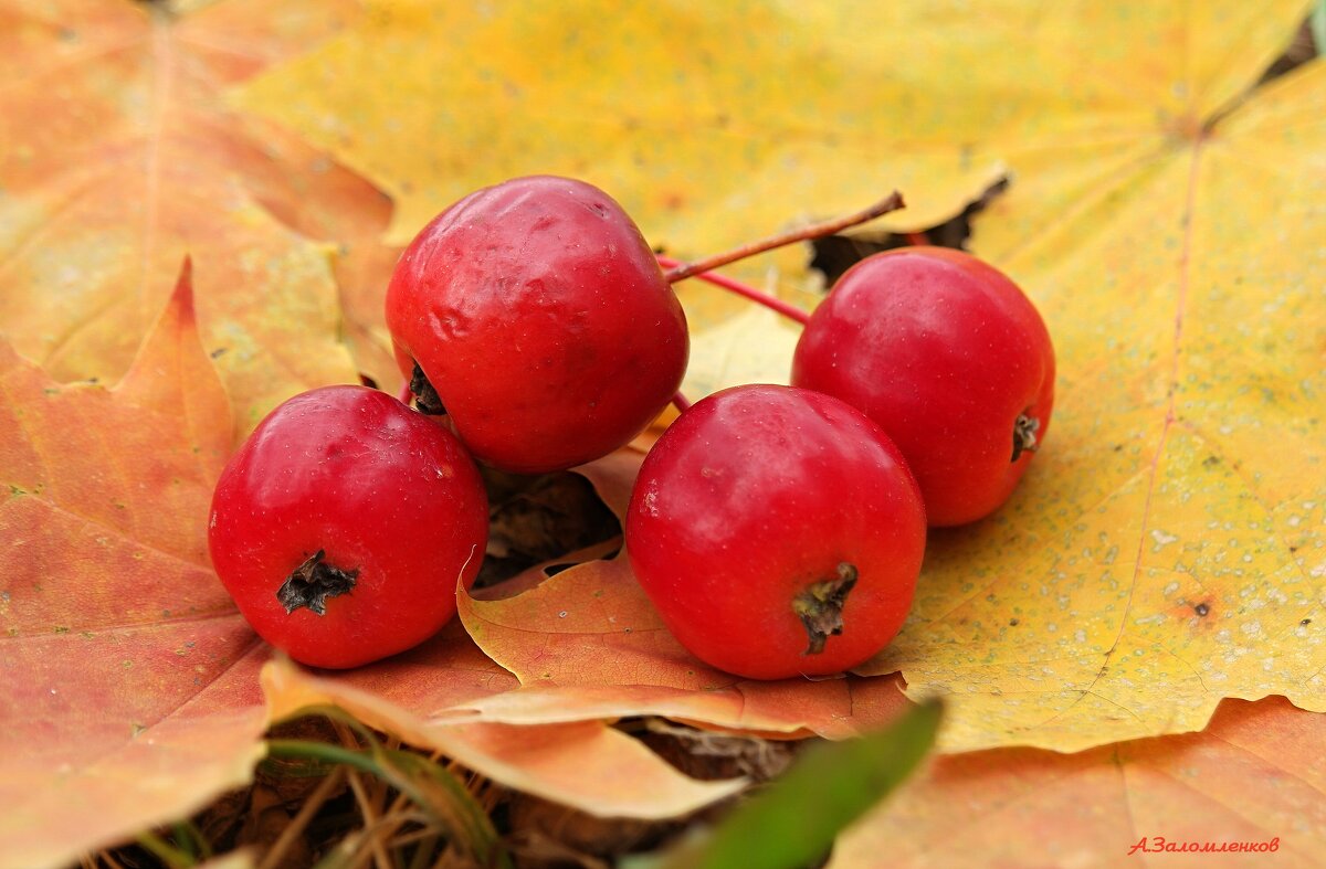 Про дары осенние... - Андрей Заломленков