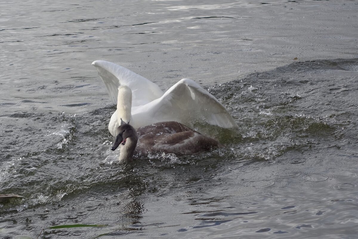 Лебеди в городском парке - Рита Симонова
