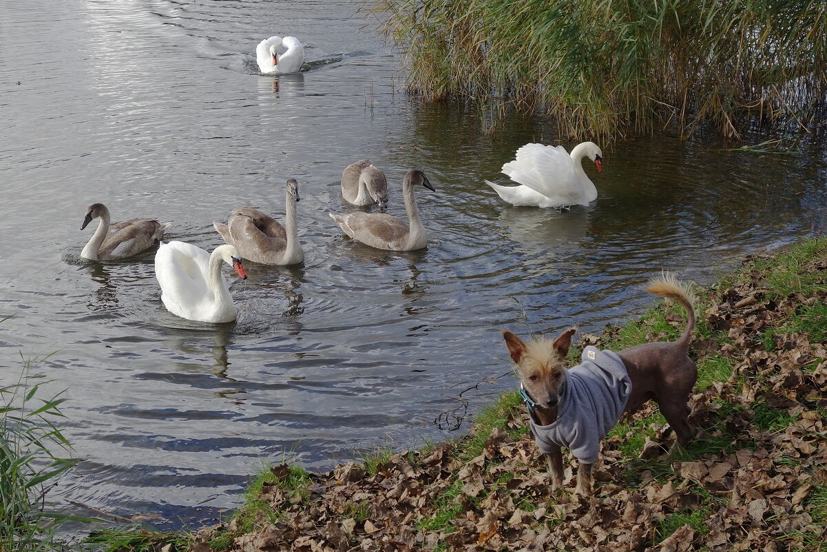 Лебеди в городском парке - Рита Симонова