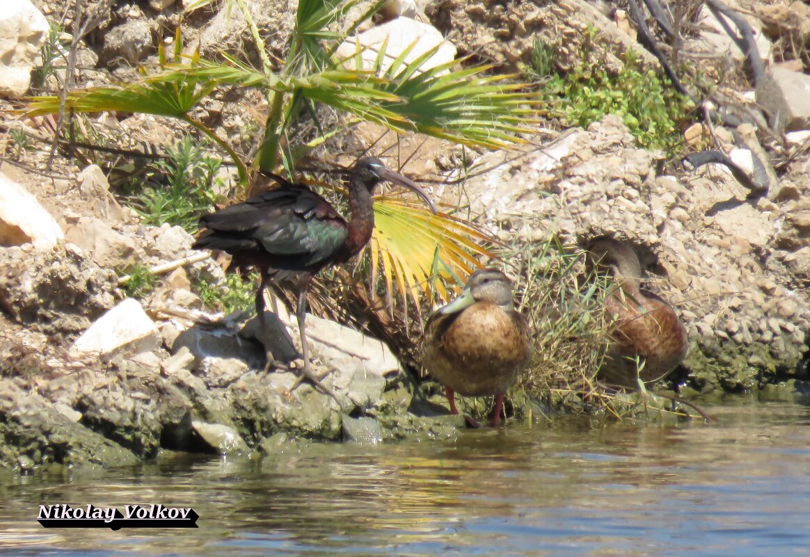 Каравайка и дикие утки - Николай Волков