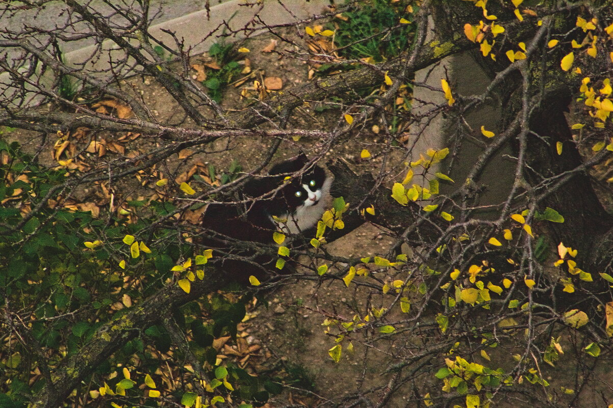 эти глаза на против. - Giant Tao /