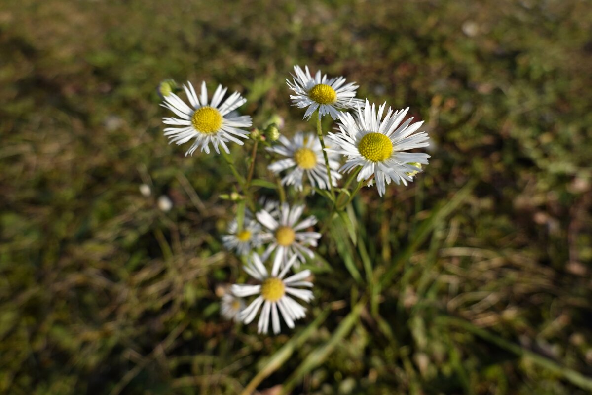 Нежное прощание осени... - Галина 