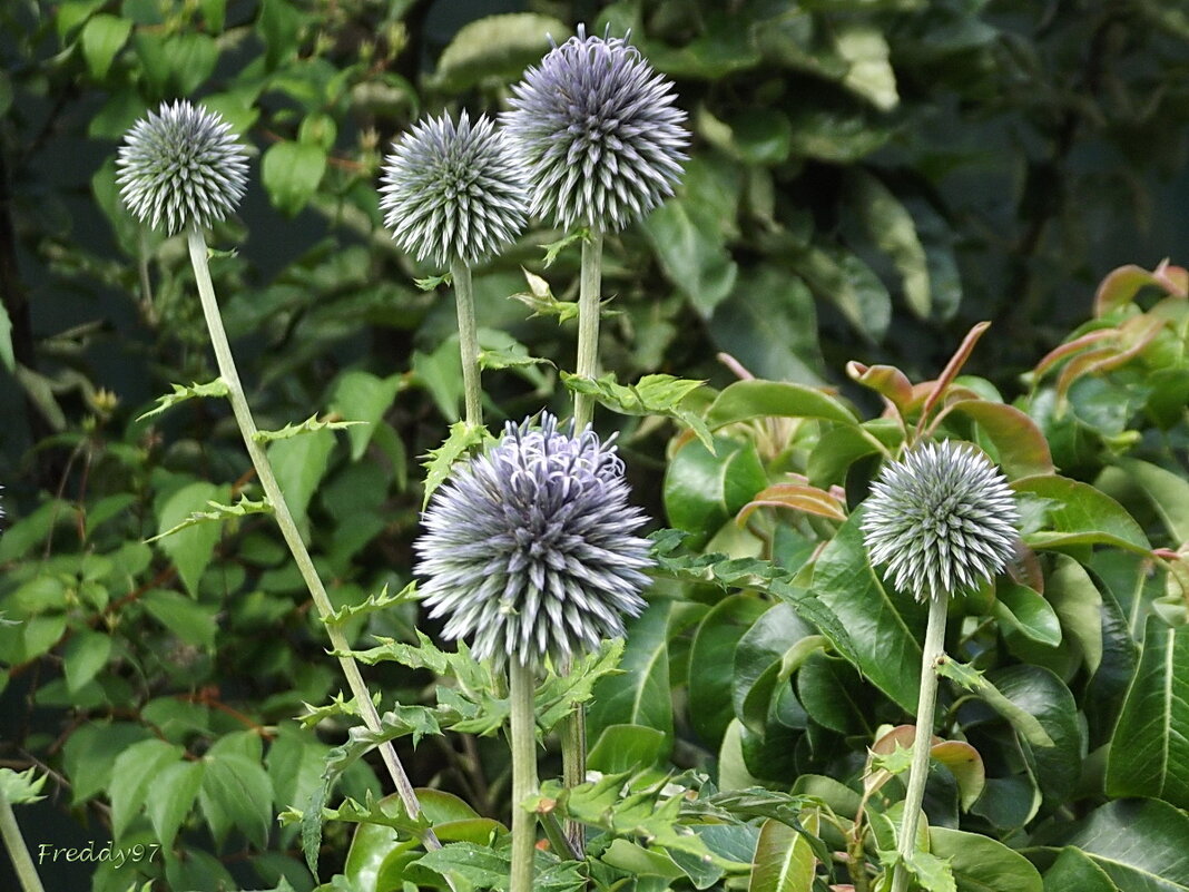 Мордовник - Freddy 97