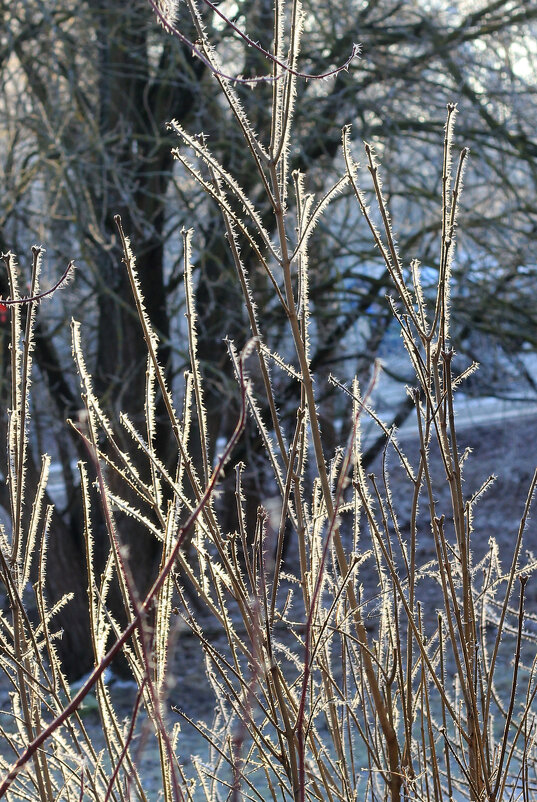 Заиндевело... - Наталья Лунева 