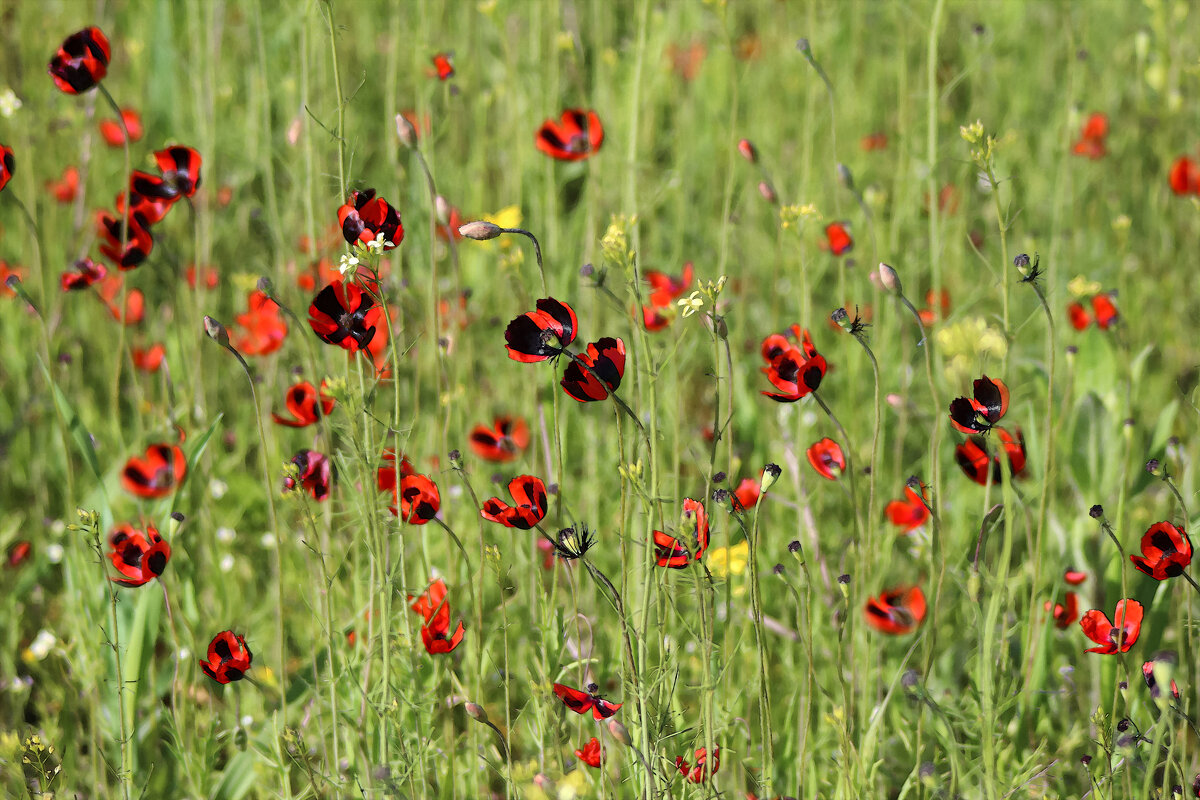 Маки. - Александр 