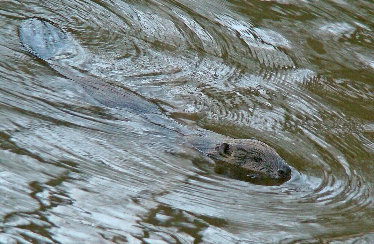 речной бобр или бобер - gawrilа - dan