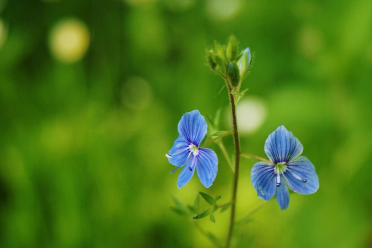 Летняя красота - Nataly St. Летняя красота - Nataly St.
