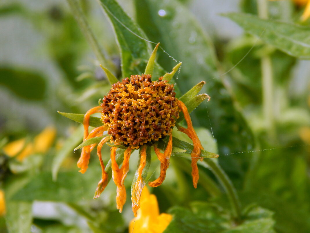 Загрустил - Рина Воржева