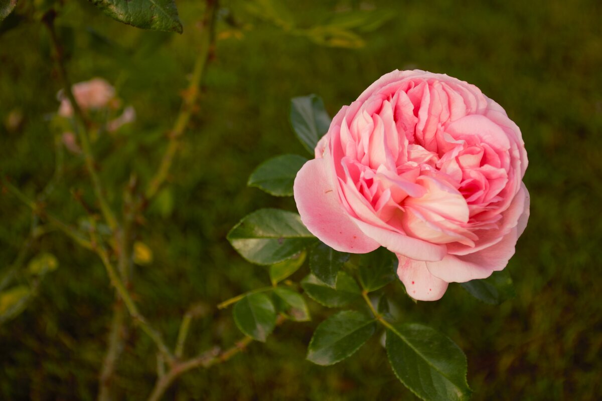 Нежность. - Юрий Полторыхин.