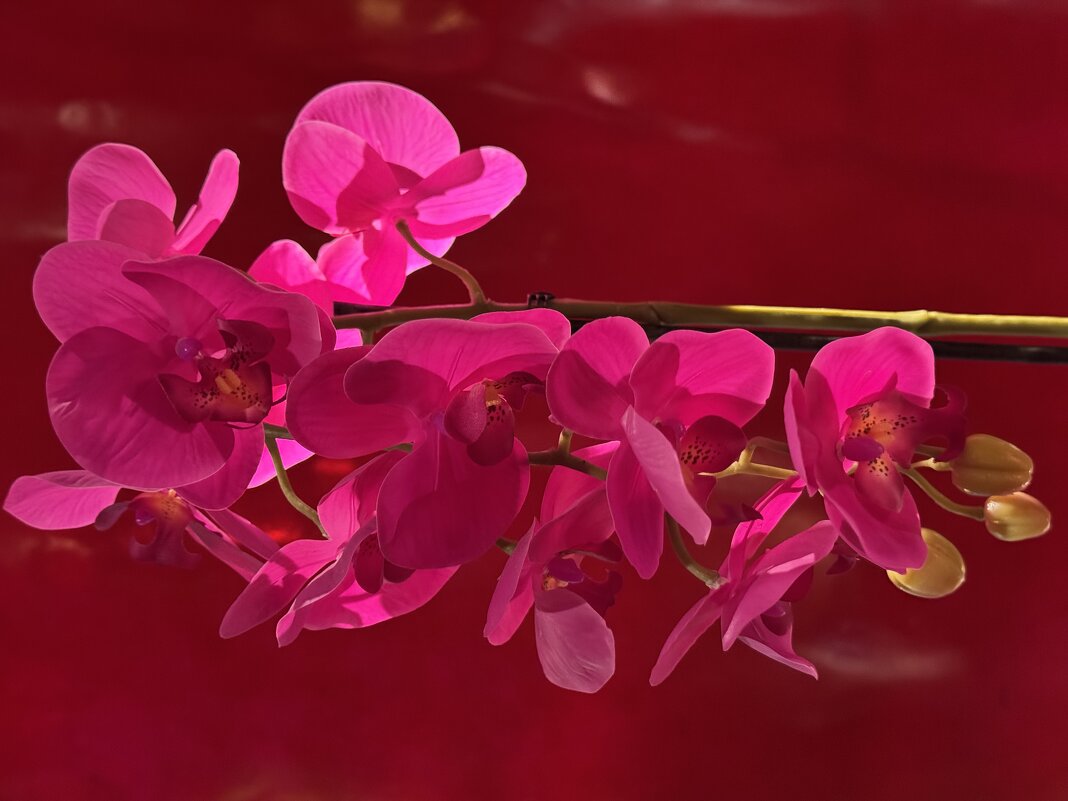 Этюд в красных тонах - Андрей Город