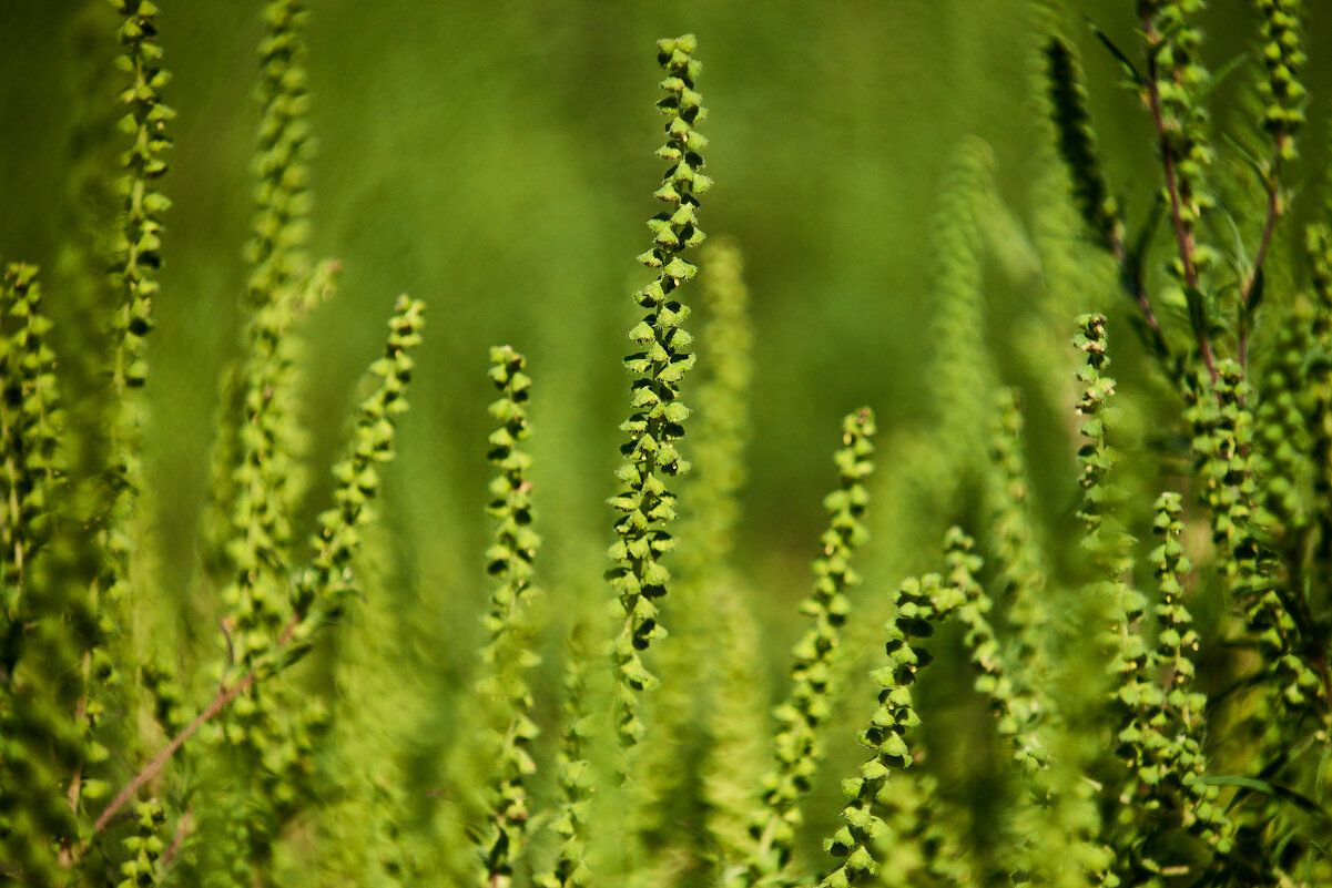 Осень - Александр Леонов