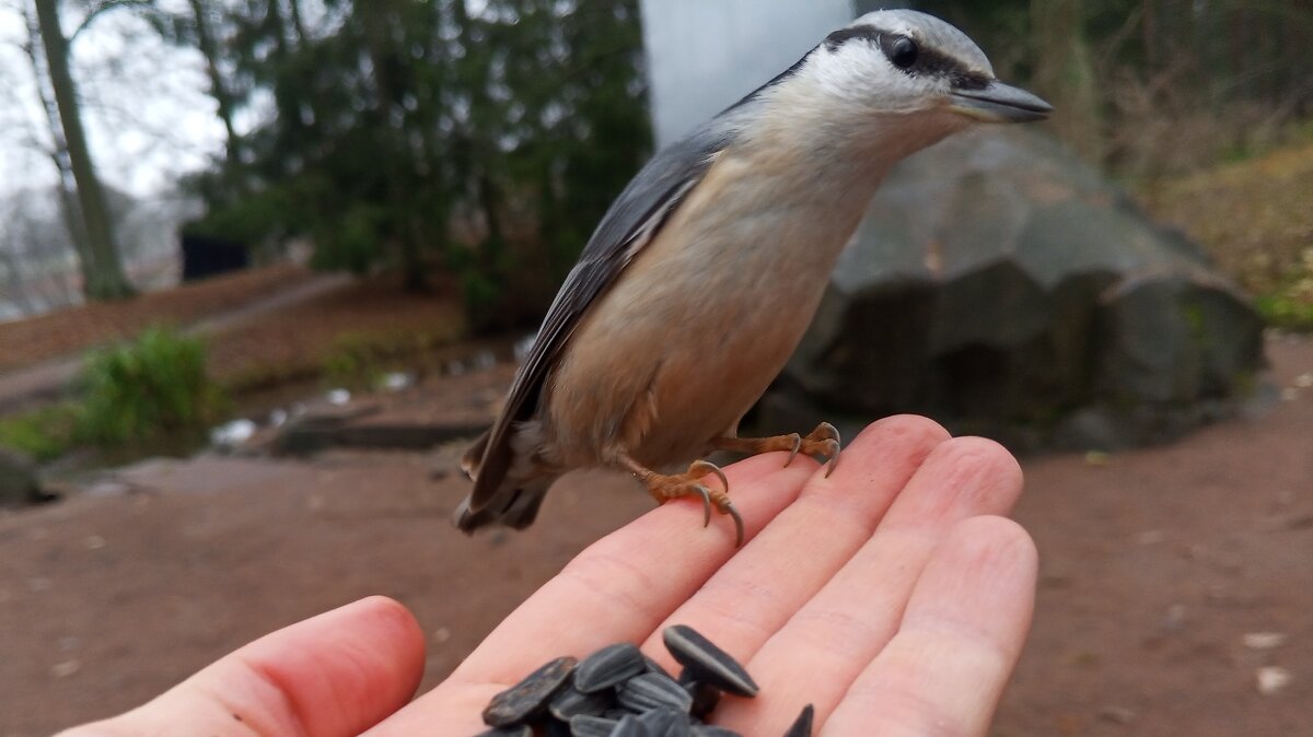 Поползень - Сапсан 